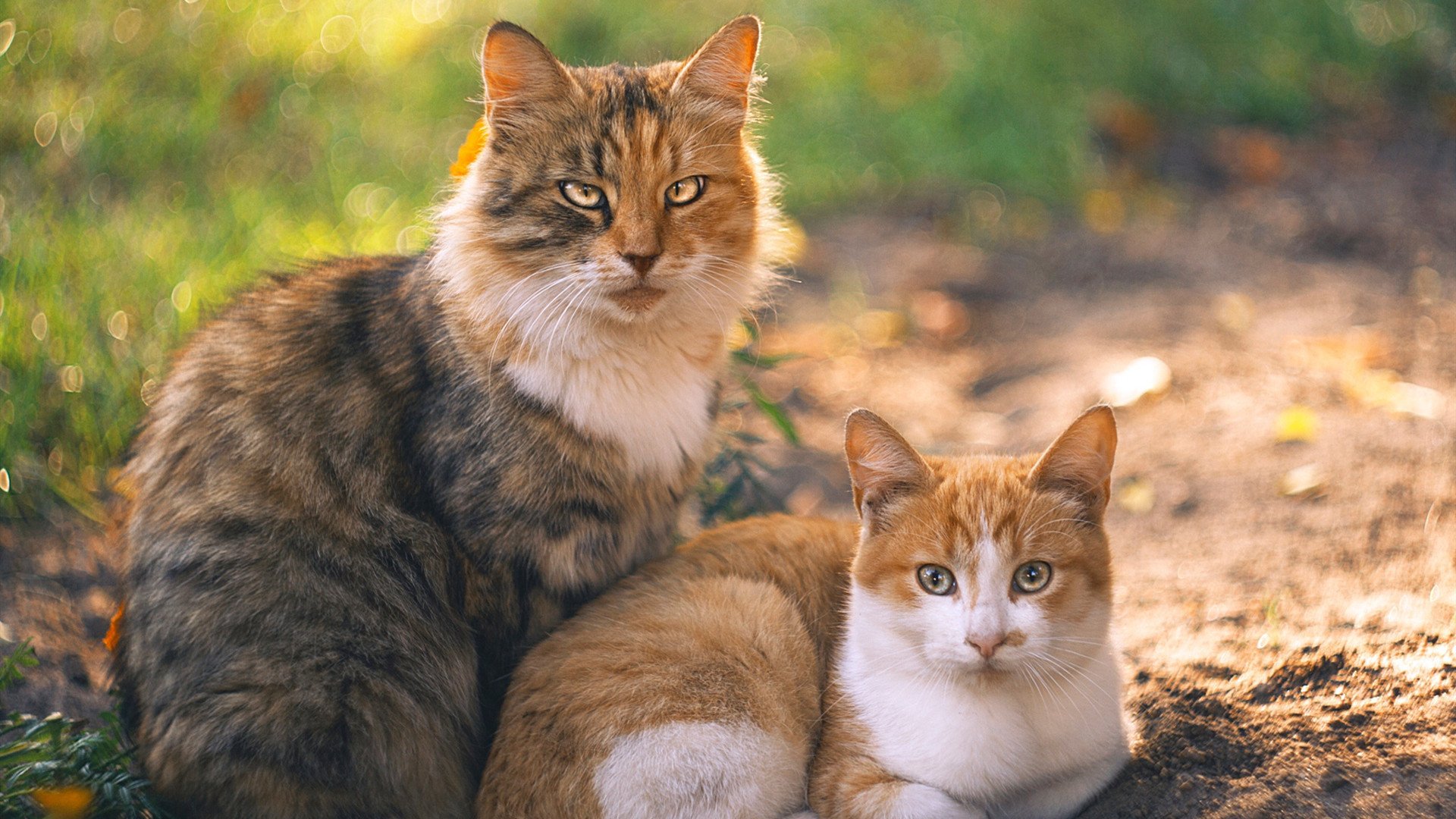_赛事组织者谈:如何应对突发状况与挑战_,应对突发状况的关键