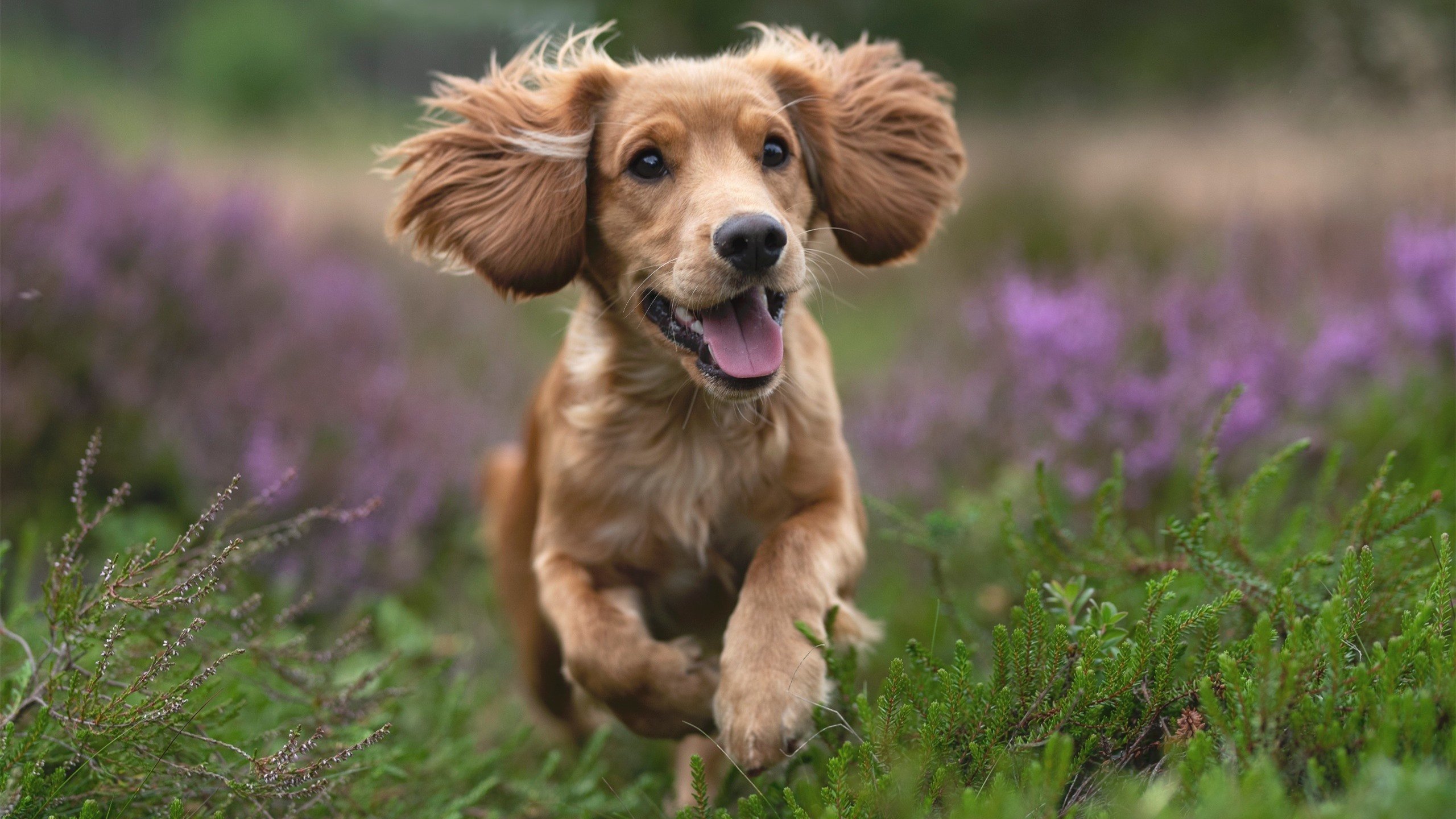 爱游戏电竞官网-“法甲战火升级，豪门强敌鏖战到底”，法甲的豪门